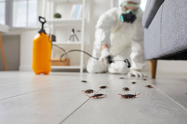 Commercial Rodent Management in Eden Isle